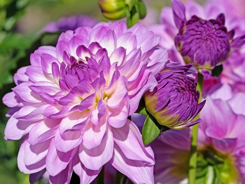 Dahlia by Michael Schuppich