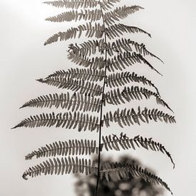 Fern in the sunlight (ZEN) by Affect Fotografie