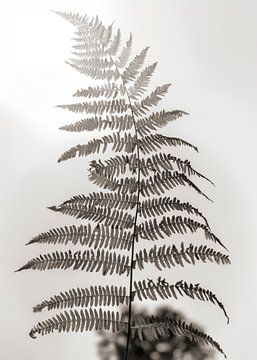 Vaarn in het zonlicht  (ZEN) van Affect Fotografie