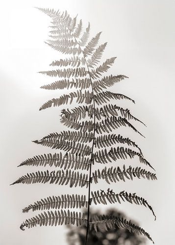 Vaarn in het zonlicht  (ZEN)