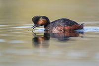 Black-necked grebe