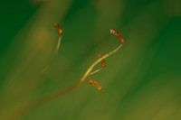 Moss