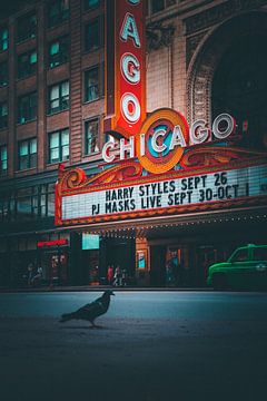 Pigeon And Theatre by Milan Markovic