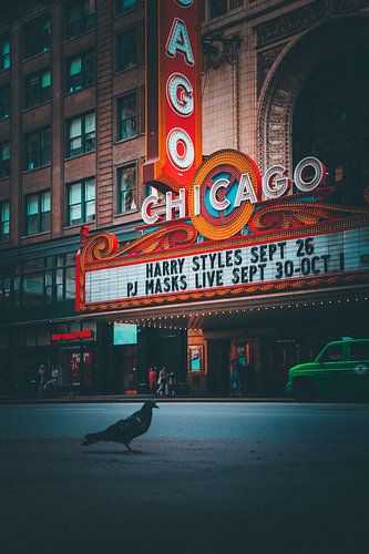 Pigeon And Theatre