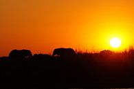 Olifanten in Chobe bij zonsondergang van Erna Haarsma-Hoogterp thumbnail