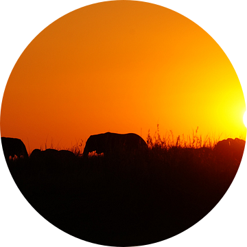 Olifanten in Chobe bij zonsondergang van Erna Haarsma-Hoogterp