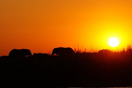 Olifanten in Chobe bij zonsondergang