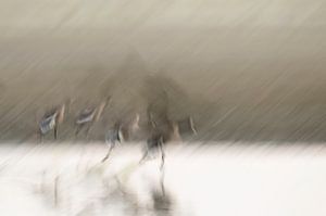 Impressie van vertrekkende ganzen