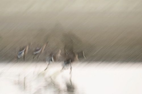 Impression of departing geese