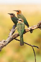 Three white-fronted bee-eaters on a branch