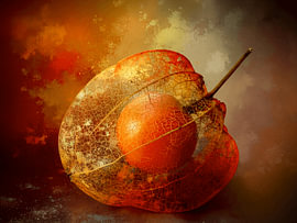 Stimmungsvolles Gerüst einer Lampionpflanze (Physalis) mit orangefarbenen Beeren von Studio Pieternel