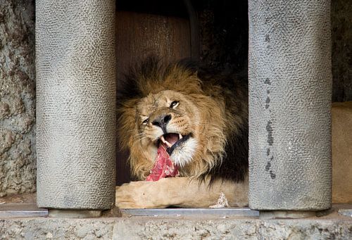 Dinner Time! by Wouter Kok