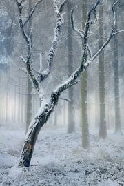 Beautiful single tree in the snow with a forest of conifers in the background.