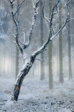 Mooie alleenstaande boom in de sneeuw met in de achtergrond een bos van naaldbomen. van Jos Pannekoek