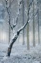 Mooie alleenstaande boom in de sneeuw met in de achtergrond een bos van naaldbomen. van Jos Pannekoek thumbnail