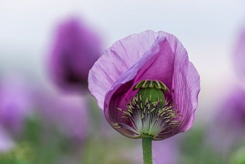 offene lila Mohnblume