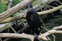 Watervogel