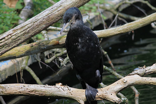 Watervogel