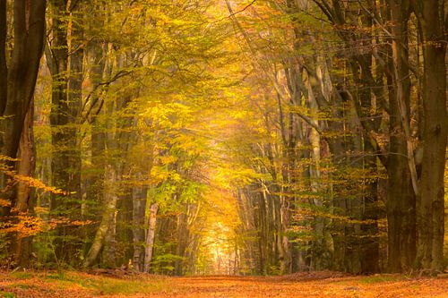 Pad door een beukenbos in de herfst