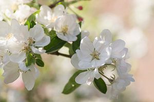 Lovely blossom time. White blossom on trees against pastel-coloured background.