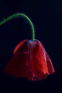 Pavot rouge