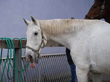 Voorbereiding van het paard voor de rit van Babetts Bildergalerie