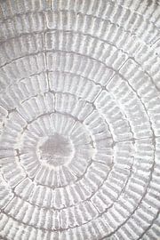 Patternplate_grey_1 by Pictufy Studio III