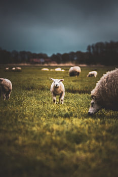 Lamb in Zwolle