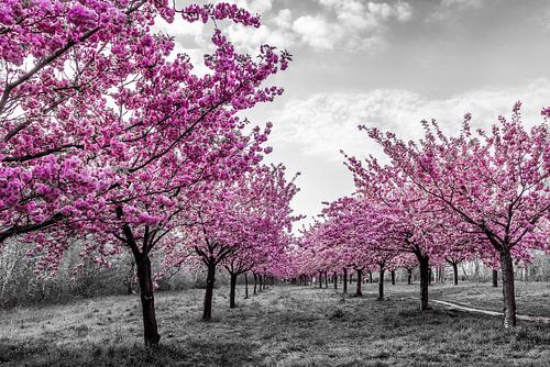 Cherry trees in perfect bloom