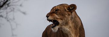 Growling lioness by Sylvia Schuur