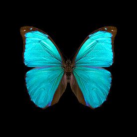 Morphogenic profielfoto