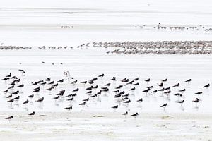 Resting oystercatchers