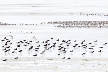 Resting oystercatchers by Anja Brouwer Fotografie