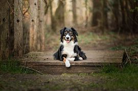 Australian shepherd border collie cross / dog / on a bridge in the forest by Elisabeth Vandepapeliere