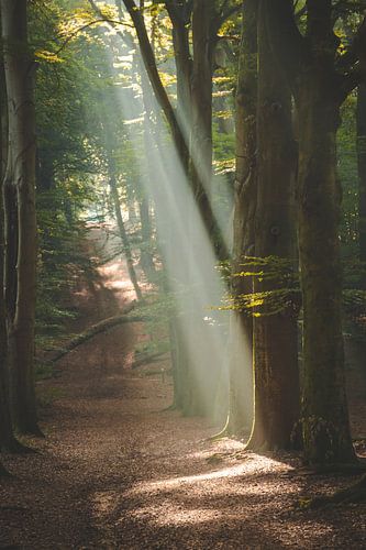 De hemelse interventie