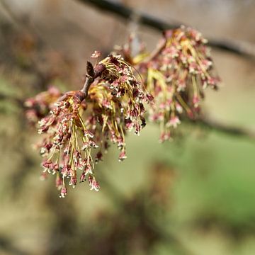 Close-up of the flowers of a flapping elm, Ulmus laevis by Heiko Kueverling