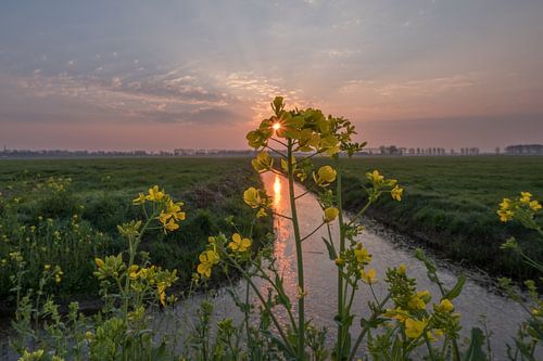 Koolzaad aan de slootkant met zonsopkomst 02