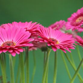 Gerbera Flowers Turquiose - Asteraceae by Christel Bekkers