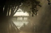 forest bridge