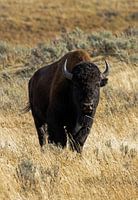 Yellowstone National Park Bison