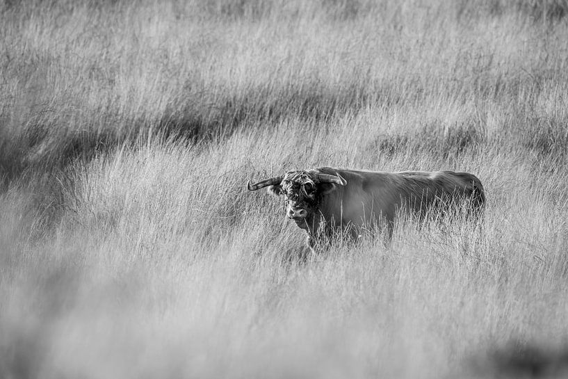 Highlander in Silent Landscape Timeless Look in Black and White by Femke Ketelaar