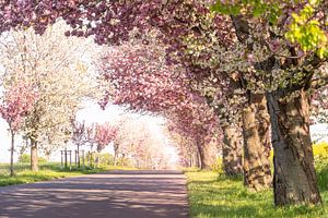 Rosa und weiße Kirschblüten im Harz