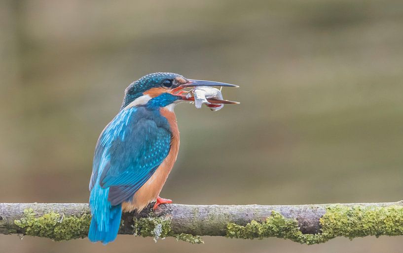 Kingfisher has a fish by Ans Bastiaanssen