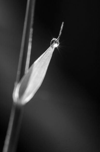 Druppels met een twinkeling by Hans Lunenburg