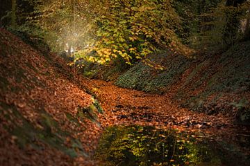 Autumn creek by Kim van Beveren