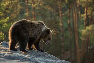 auf Erkundungstour... Europäischer Braunbär *Ursus arctos* von wunderbare Erde