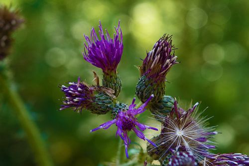 Paarse Bloemen 
