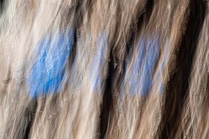 Peinture bleue ICM sur écorce d'arbre