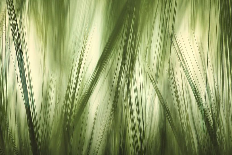 herbe abstraite par Arjen Roos