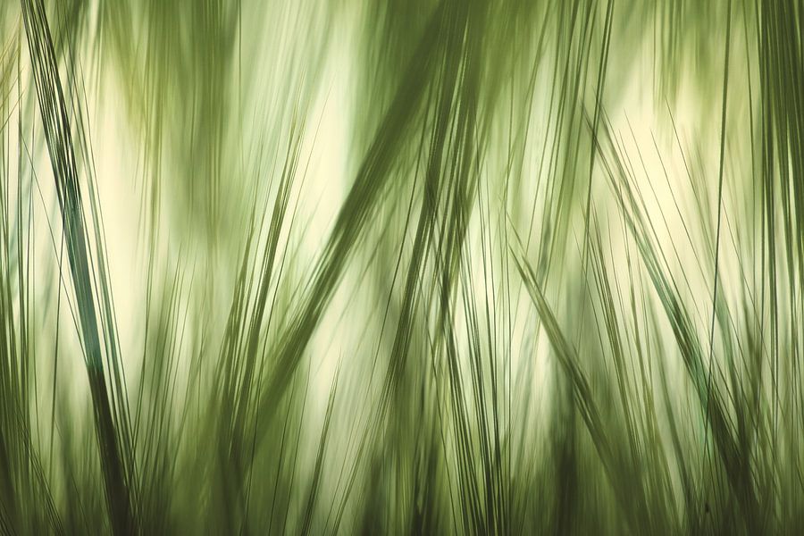 abstract grass